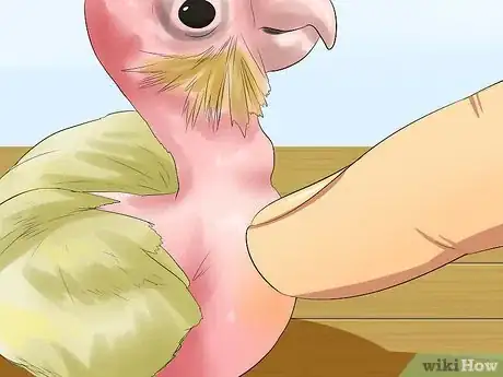 Image titled Massage a Cockatiel Step 14