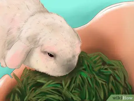 Image titled Raise a Healthy Bunny Step 1
