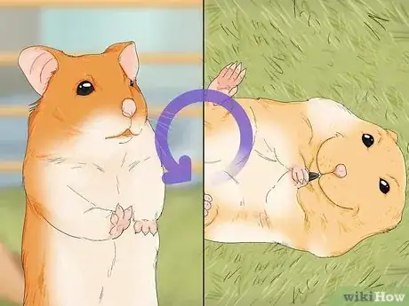 Image titled Train Your Hamster Step 5