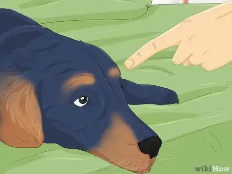 Image titled Make Your Dog Stop Sleeping in Your Bed Step 10