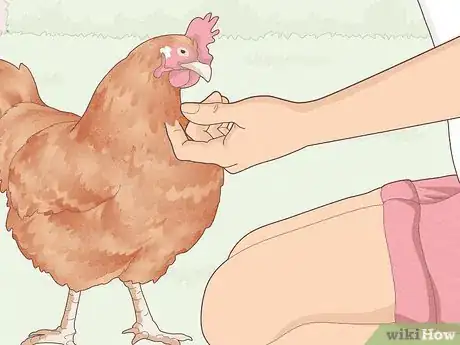 Image titled Earn Your Chicken's Trust Step 15