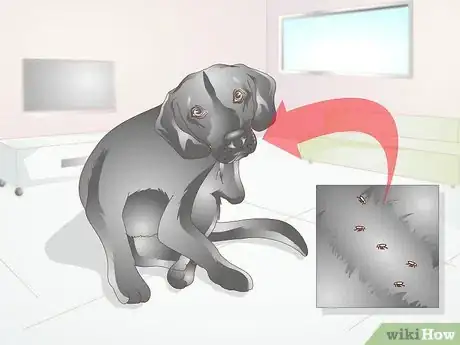 Image titled Treat Tapeworm in Dogs Step 1
