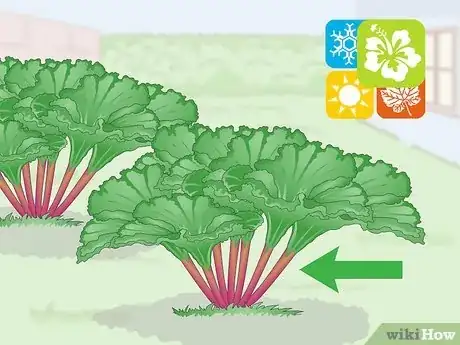 Image titled Harvest Rhubarb Step 2