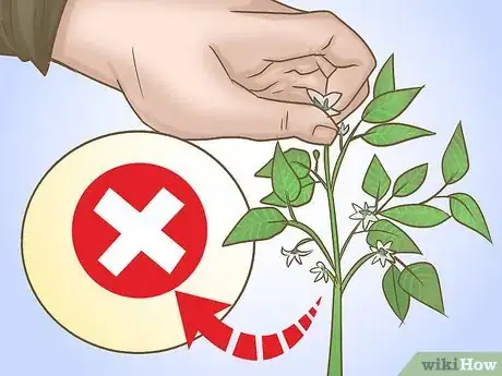 Image titled Prune Pepper Plants Step 6