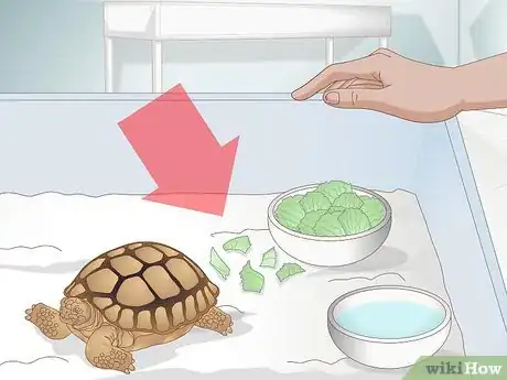 Image titled Diagnose Stomatitis in Tortoises Step 1