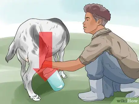Image titled Treat Mastitis in a Goat Step 10