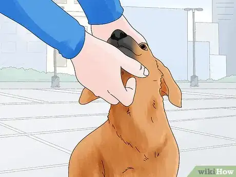 Image titled Identify a Potcake Dog Step 4