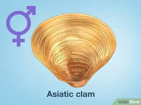 Image titled How Do Clams Reproduce Step 2