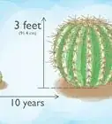 Grow Golden Barrel Cactus