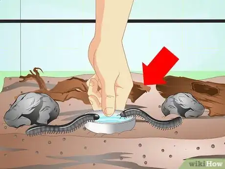 Image titled Make a Millipede Habitat Step 15