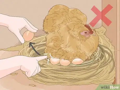Image titled Hatch Chicken Eggs Step 23