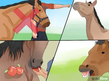 Image titled Train a Horse to Respect You Step 3
