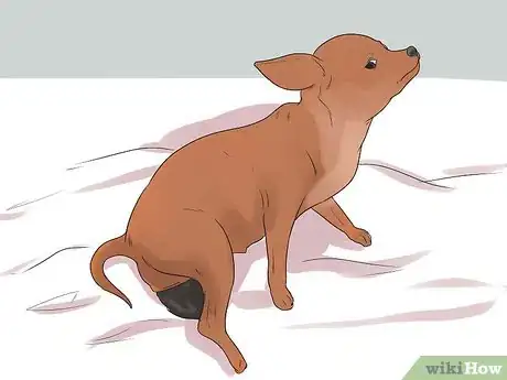 Image titled Help Your Chihuahua During Labor Step 13