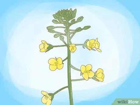Image titled Grow Plants Using Hydroponics Step 13