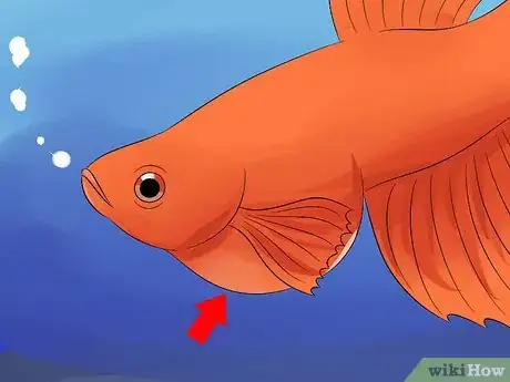 Image titled Cure Betta Fish Diseases Step 3