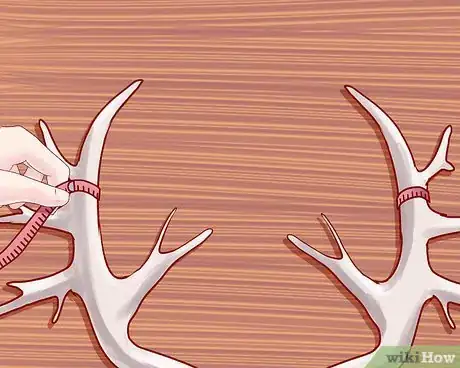 Image titled Score Deer Antlers Step 17