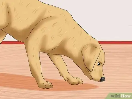 Image titled Recognize a Stroke in Dogs Step 1
