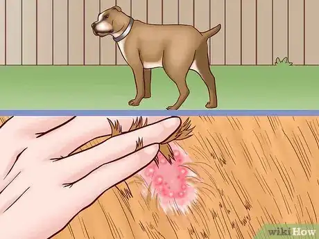 Image titled Prevent Ringworm in Dogs Step 10