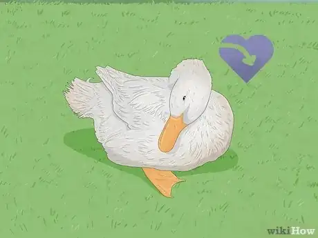 Image titled Why Do Ducks Wag Their Tails Step 7