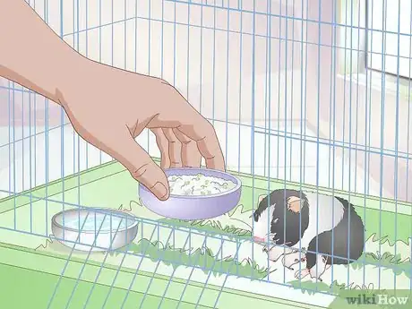 Image titled Deal with Baby Hamsters Step 4