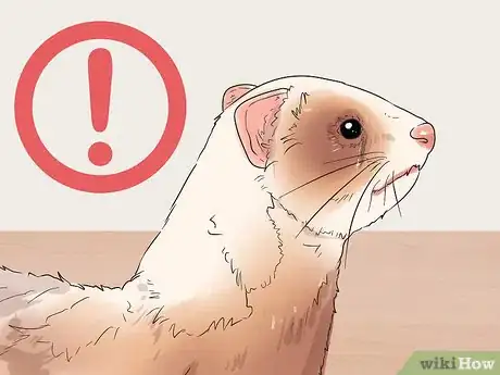 Image titled Treat Upper Respiratory Infections in Ferrets Step 16