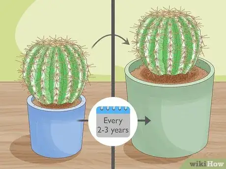 Image titled Grow Golden Barrel Cactus Step 17