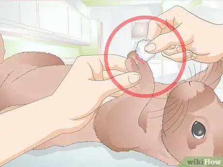 Image titled Give a Rabbit Medication Step 25
