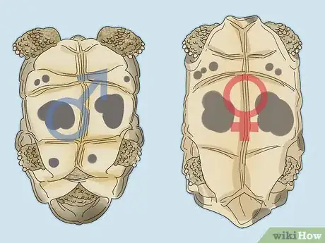 Image titled Tell If a Turtle Is Male or Female Step 1