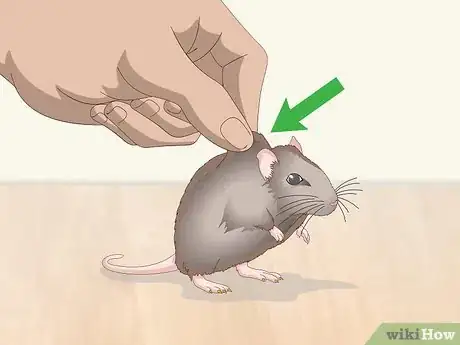 Image titled Pick Up a Pet Mouse Step 2