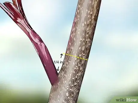 Image titled Prune a Redbud Tree Step 4