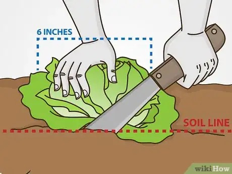 Image titled Grow Iceberg Lettuce Step 17