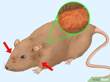 Image titled Get Rid of Tropical Rat Mites on Pet Rats Step 1Bullet4