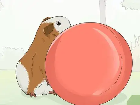 Image titled Train Your Guinea Pig Step 4