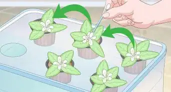 Start a Hydroponic Garden in Your Apartment