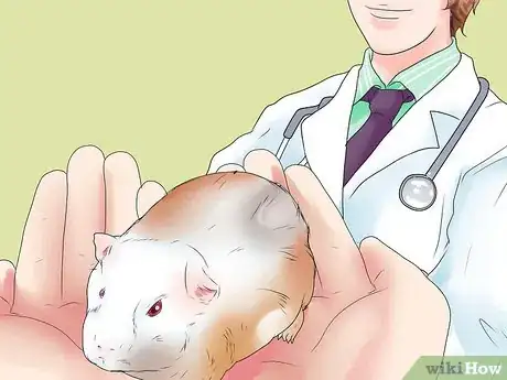 Image titled Prevent Bladder Stones in Guinea Pigs Step 10
