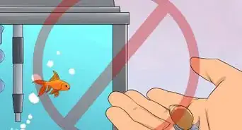 Cure Flukes in Goldfish