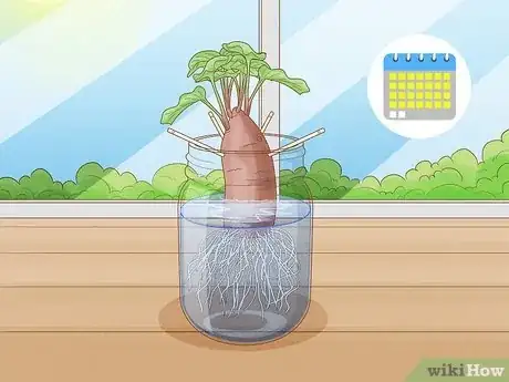 Image titled Grow Sweet Potato Vine Houseplant Step 4
