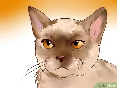 Image titled Identify a Burmese Cat Step 1