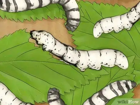 Image titled Breed Silkworms Step 2