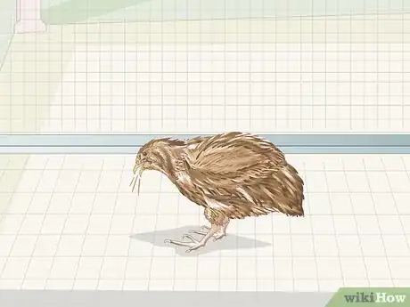 Image titled Know if Your Quail Is Sick Step 3