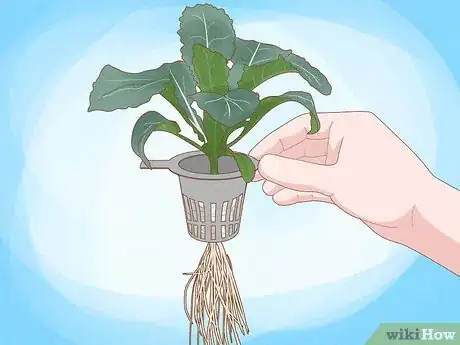 Image titled Grow Plants Using Hydroponics Step 15