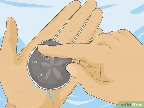 Image titled Clean Sand Dollars Step 1