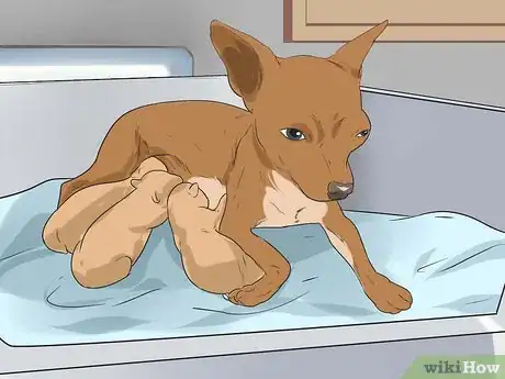 Image titled Help Your Chihuahua During Labor Step 19