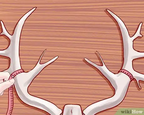 Image titled Score Deer Antlers Step 15