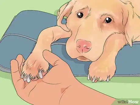 Image titled File a Dog's Nails Step 11