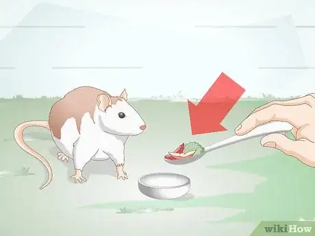 Image titled Help Your Fat Rat Lose Weight Step 3