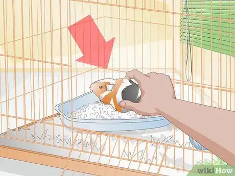 Image titled Clean up After Your Guinea Pig Step 10