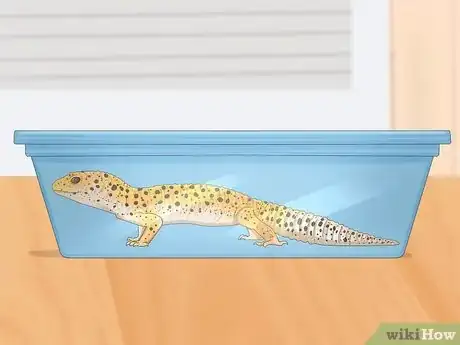 Image titled Sex Leopard Geckos Step 12