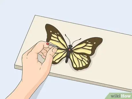 Image titled Prepare Insects for Pinning Step 17