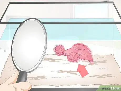 Image titled Train Your Betta Fish Step 7